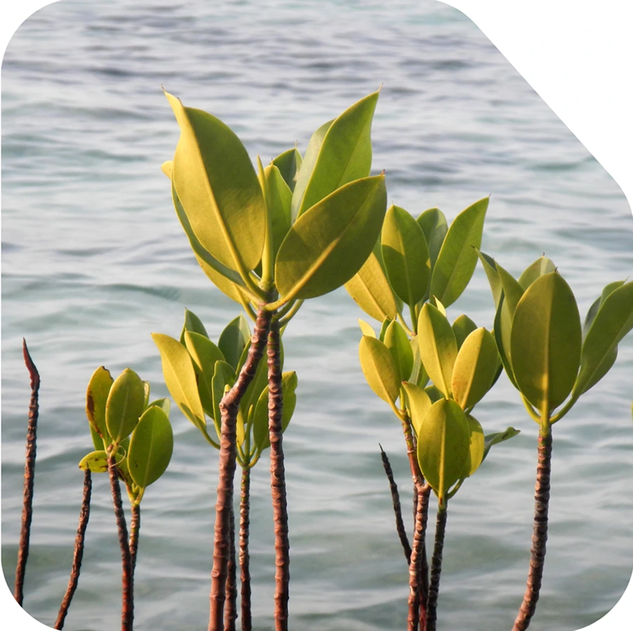 Mangrove Sprout